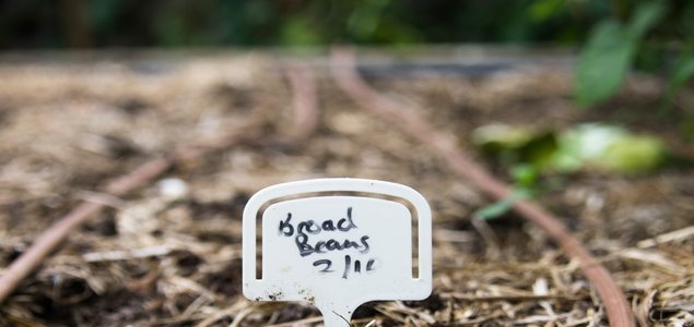 May gardening: Broad beans