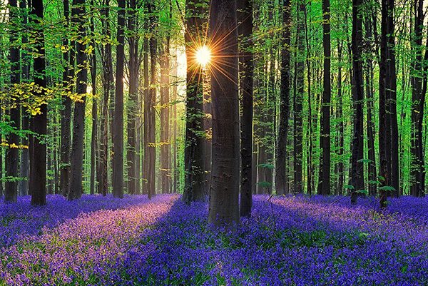 Bucket list: Belgium’s mystical Hallerbos forest