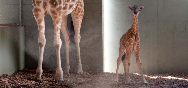 Australia Zoo announces the birth of baby girl giraffe