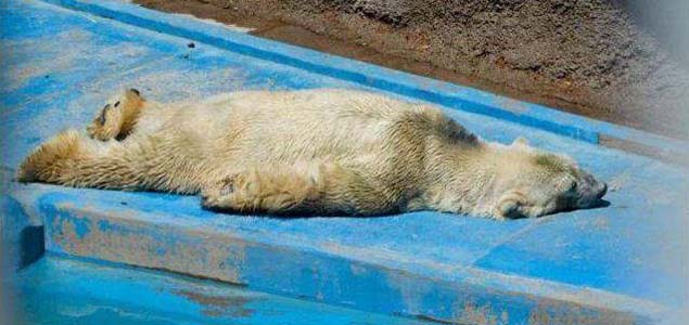 The world’s saddest polar bear