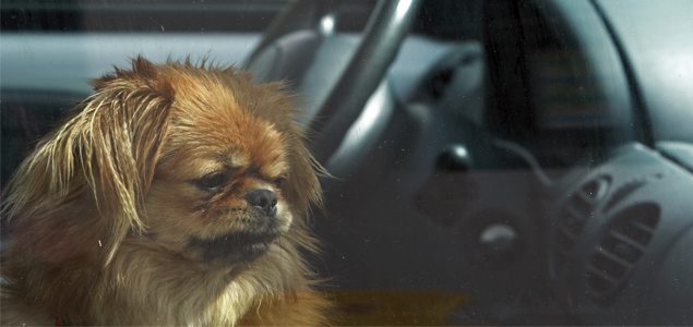 Pet patrols to rescue animals trapped in hot cars
