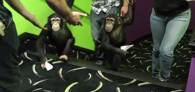 Two chimps go to watch Dawn of the Planet of the Apes