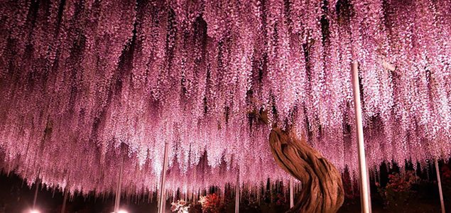 144-year-old pink wisteria in Japan creates magical canopy