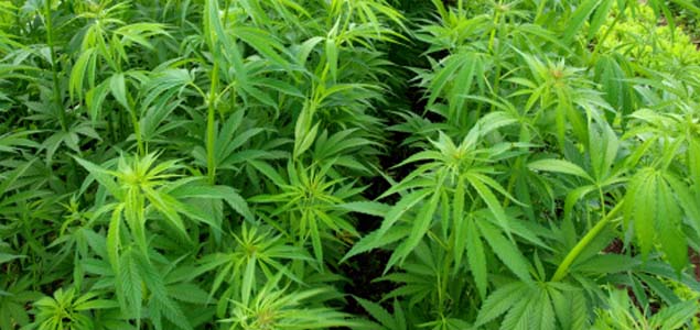 Legalising marajuana does not increase teen recreational use