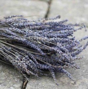 W-dried-lavender