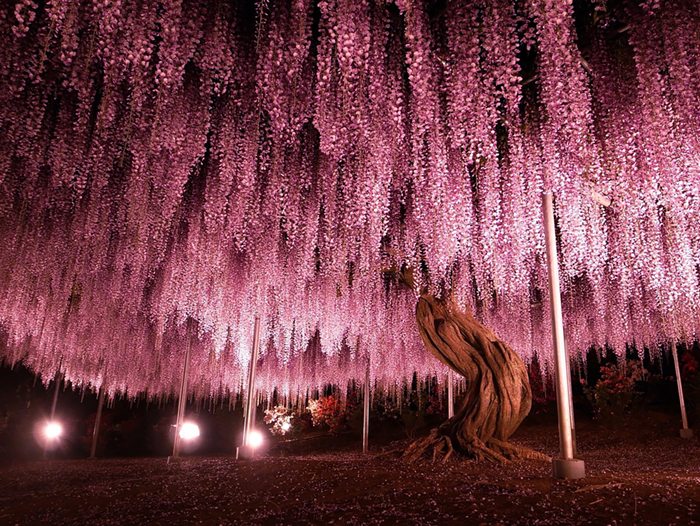 oldest-wisteria-tree-ashikaga-japan-coverimage