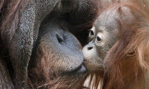 World Orangutan Day: 15 key facts about these great apes