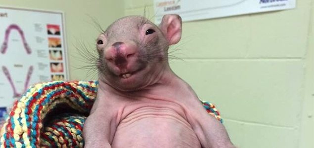 Rescued wombat is the internet’s newest star