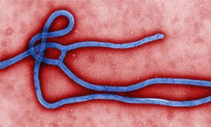 Experimental Ebola drug found to be 100 per cent effective