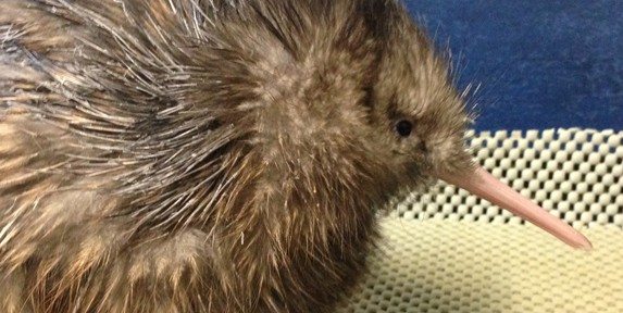 Kiwi chicks hatch at Auckland Zoo