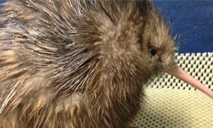 First kiwi chick of the season hatches