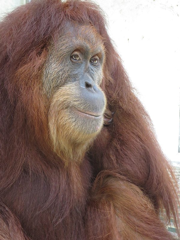 Orangutan for web