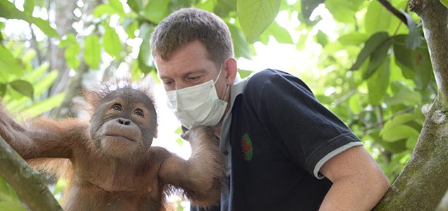 Orangutans more endangered than ever
