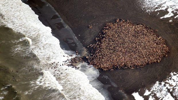 Walruses left stranded on Alaskan beach