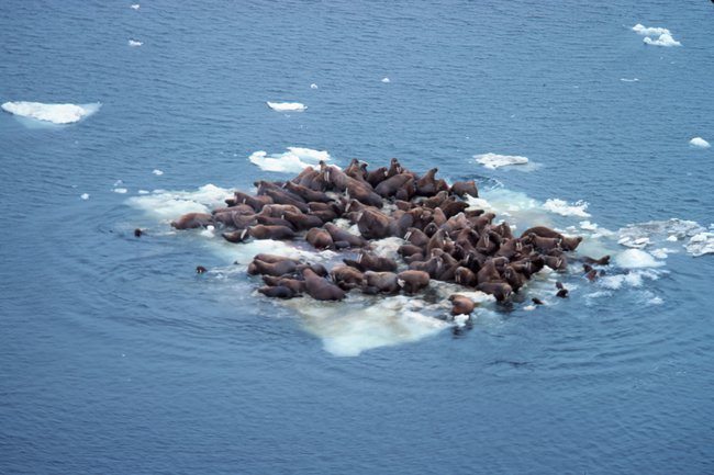 walrus-sea-ice.jpg.650x0_q85_crop-smart