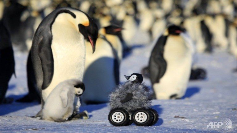 Happy feat: Penguin robot helps scientists go undercover