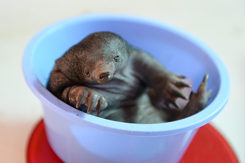 Australia Zoo welcomes first puggle
