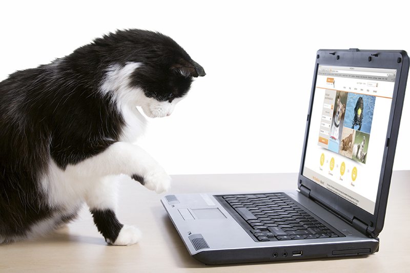 Even if you’re at work, watching cat videos is good for you!