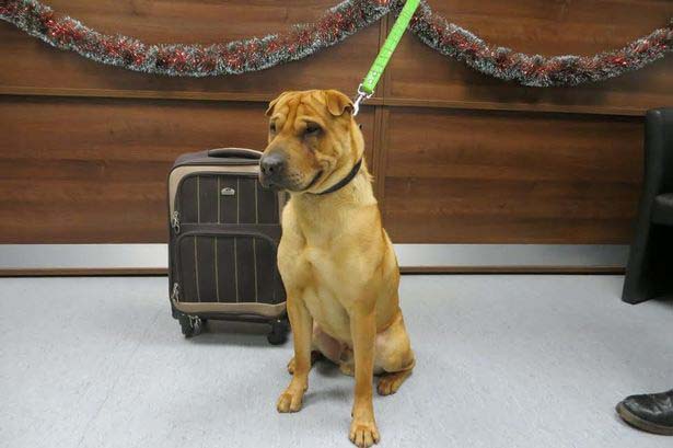 A dog and his suitcase abandoned at Scotland train station