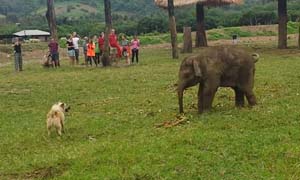 Baby Elephant chases dog, has a tantrum