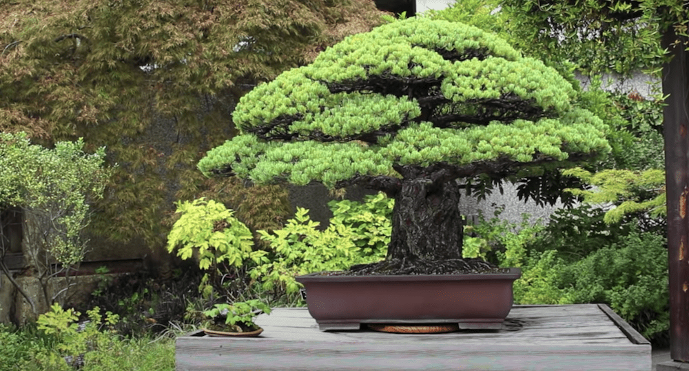 Yamaki Pine Bonsai, the Hiroshima survivor /YouTube Screenshot
