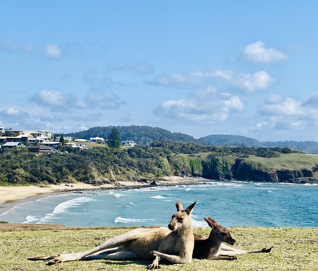 Wild kangaroo relaxing on grassy cliff above Emerald Beach ‘Look at Me’ headland walk near Coffs Harbour NSW Australia