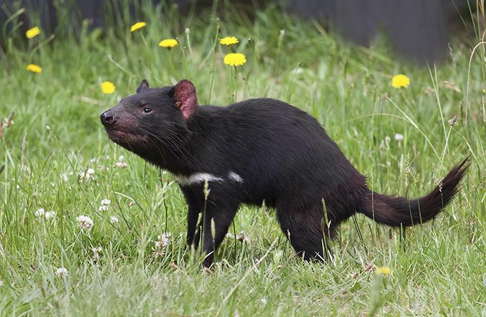 The famously aggressive Tasmanian devil may hold a clue to finding drugs to fight superbugs