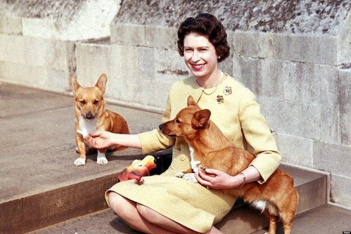 The Queen’s five-month-old puppy Fergus has died
