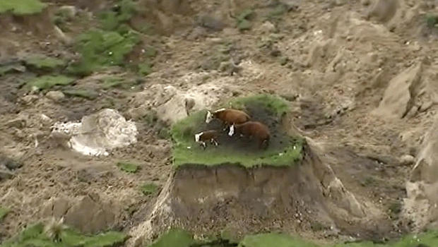Moo-ving moment: farmer rescues cows stranded by earthquake
