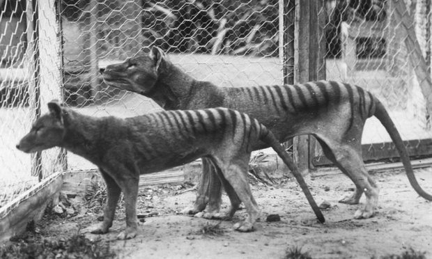Tasmanian Tigers in captivity sometime before the last dies in 1936