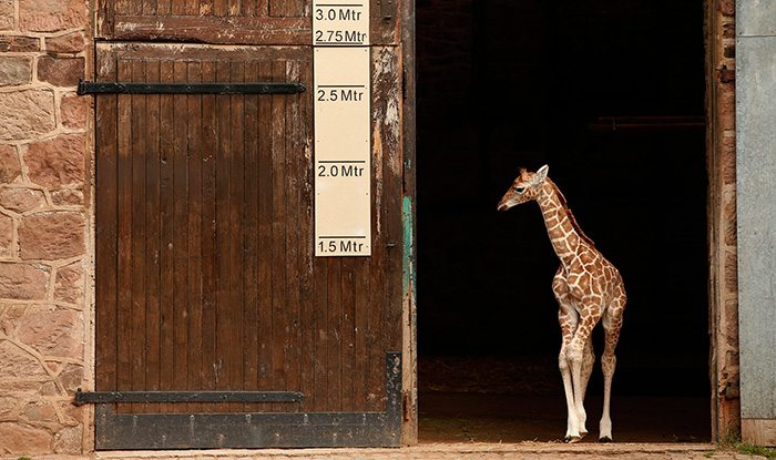 Sanyu, a five-day old Rothschild's Giraffe leaves the giraffe house at Chester Zoo, in Chester, Britain June 12, 2015. REUTERS/Phil Noble