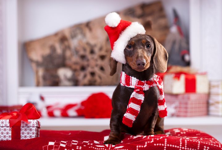 Adopting a homeless pet is the ultimate Christmas gift