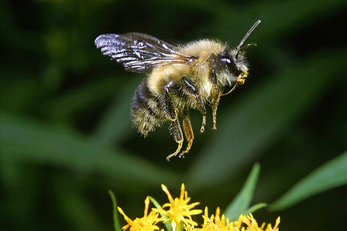 Protecting bees is vital, says Environment America: 'It’s simple: no bees, no food'
