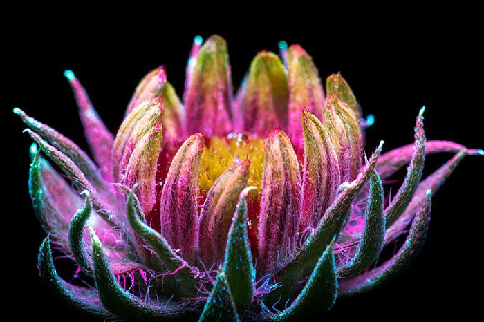 Fluorescent Flowers Look Like They Come From Another World