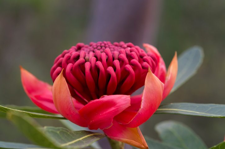 Waratah flower, Muogamarra Nature Reserve Australia