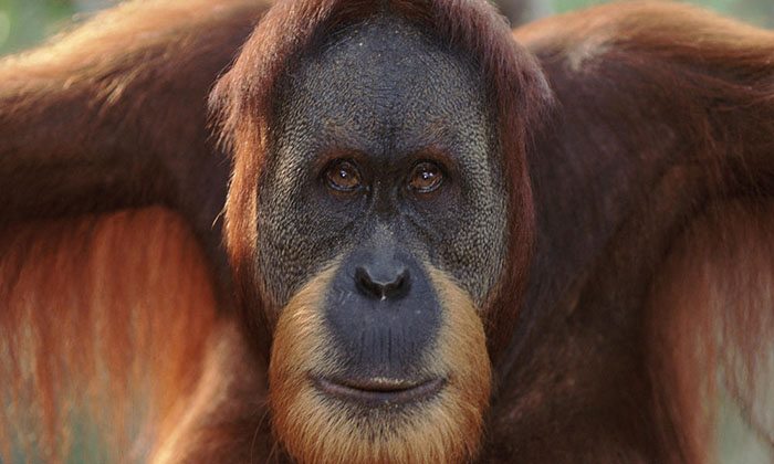 The critically endangered Sumatran orangutan lost 60% of its habitat between 1985-2007