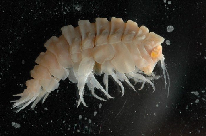 Just when you thought it was safe: toxic chemicals have been found in amphipods in Earth's deepest oceans