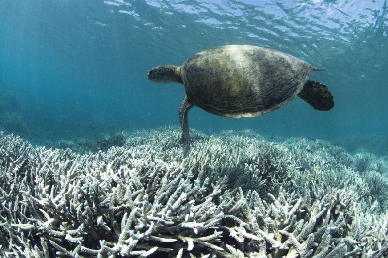 Some 22% of corals over the entire reef are dead; climate change and coal mining threaten the rest