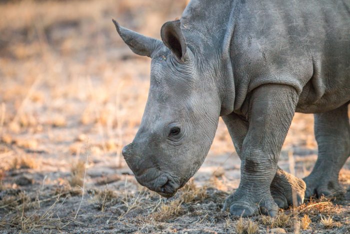 Two Orphaned Rhinos Killed by Poachers