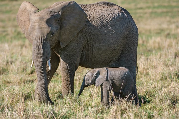 Rare African Park Offers Elephants Sanctuary