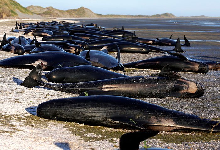 Grisly Cleanup follows 300 Whales Dead on NZ Beach