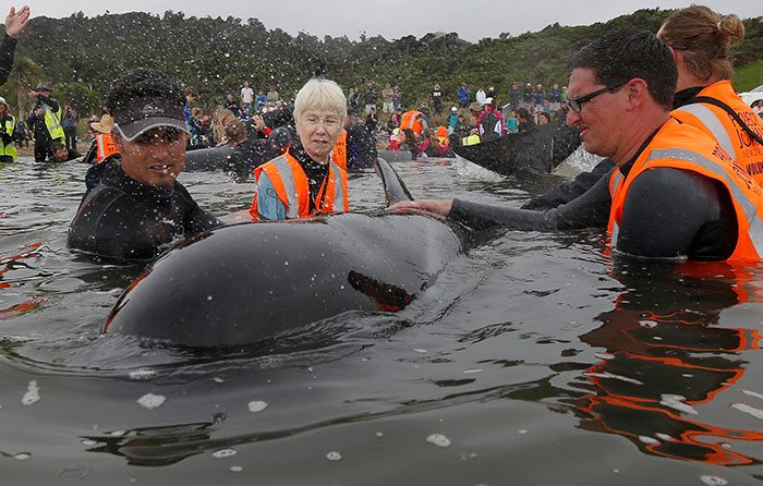 Volunteers work to re-float a stranded whale