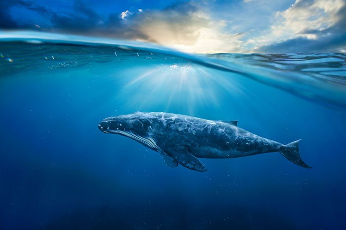 How Plastic is Killing Our Whales
