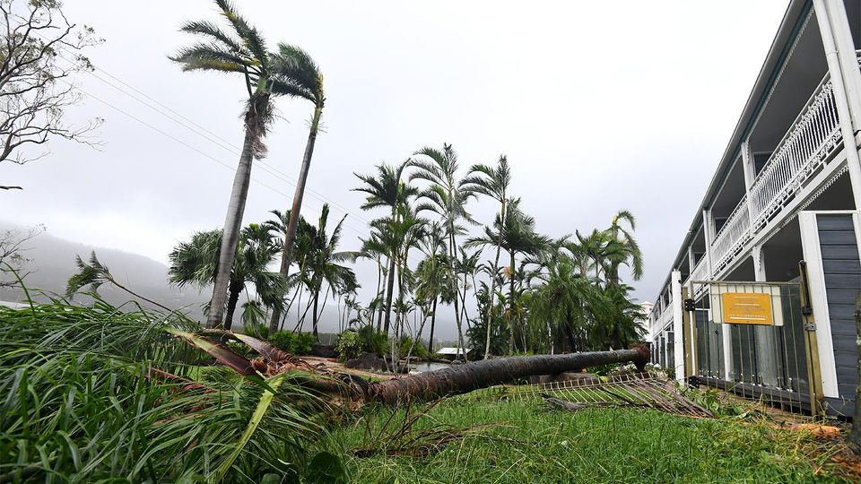 A tree toppled as Cyclone Debbie's 263km/h winds struck Airlie Beach 