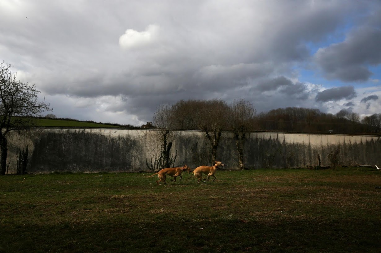 Atila and Argi, trained therapeutic greyhounds used to treat patients with mental health issues and learning difficulties, run through the grounds at Benito Menni health facility in Elizondo, northern Spain. REUTERS/Susana Vera