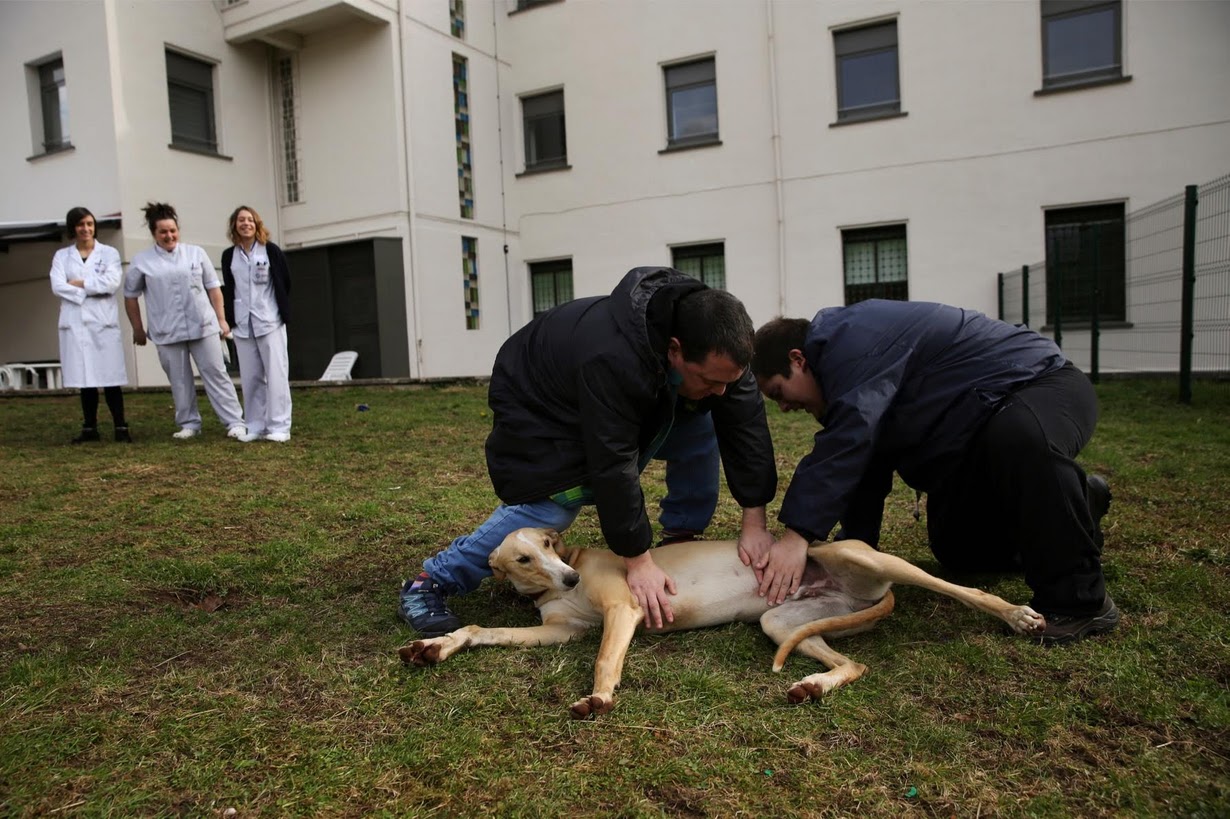 Andres Garcia (L), 29, and Inaki Gorriz, 24, pet Atila, a trained therapeutic greyhound used to treat patients with mental health issues and learning difficulties, as their nurses and therapists look on at Benito Menni health facility in Elizondo, northern Spain. REUTERS/Susana Vera
