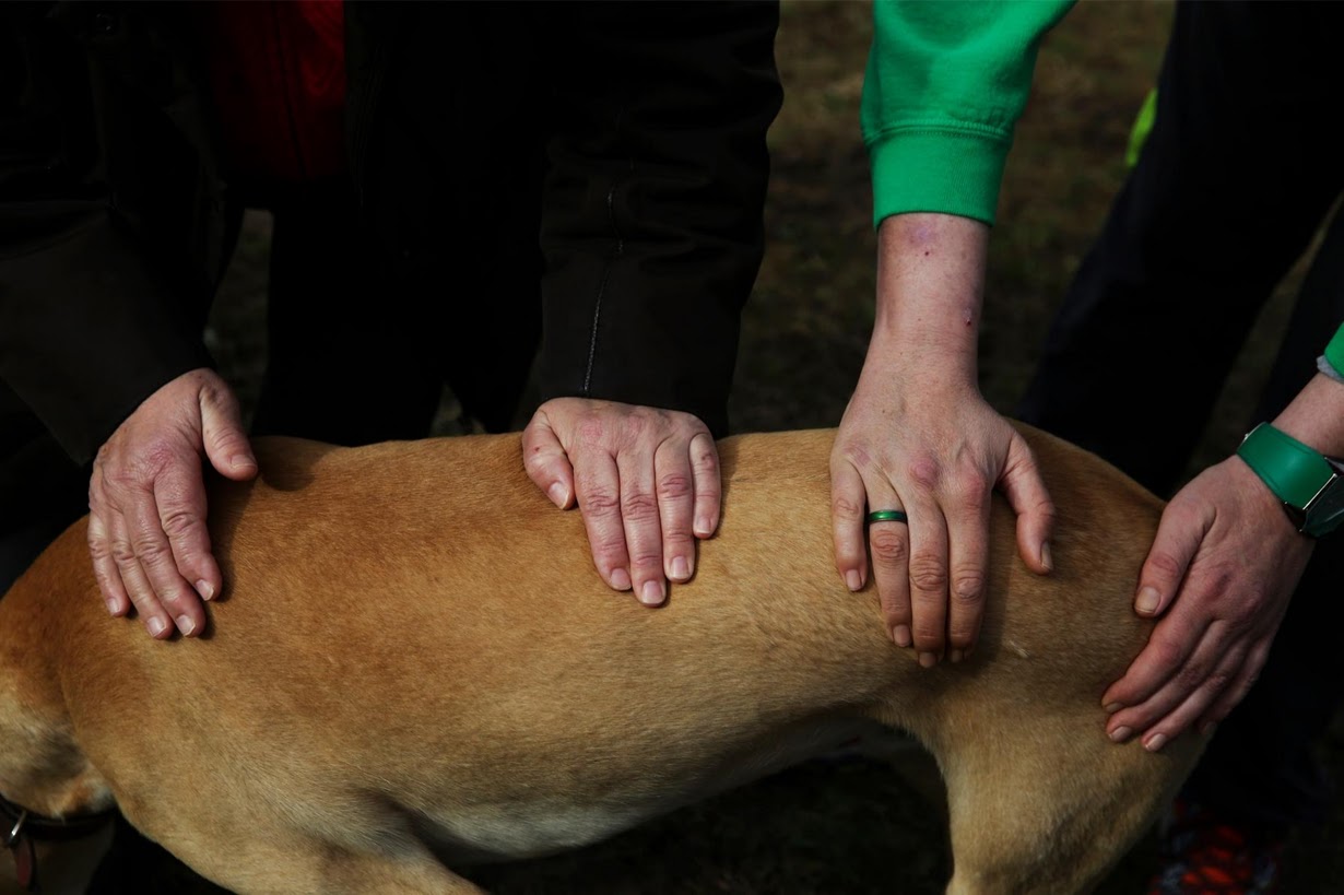 Ramona Echeverria (L), 63, and Ion Albiz, 38, pet Atila, a trained therapeutic greyhound used to treat patients with mental health issues and learning difficulties, at Benito Menni health facility in Elizondo, northern Spain. REUTERS/Susana Vera