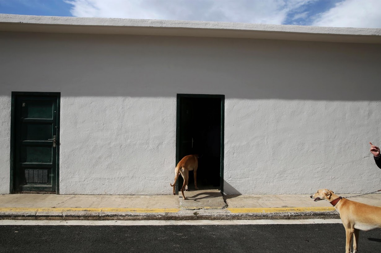 Argi and Atila, trained therapeutic greyhounds used to treat patients with mental health issues and learning difficulties, enter their home at Benito Menni health facility in Elizondo, northern Spain. REUTERS/Susana Vera