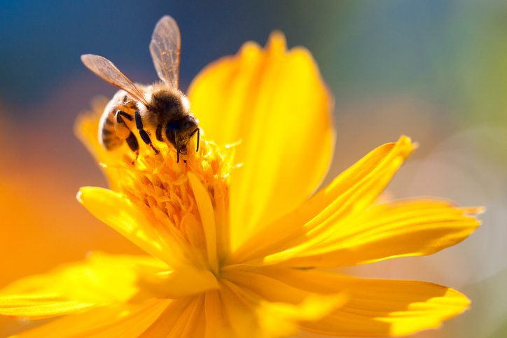Europe Set to Ban Bee-Harming Pesticides