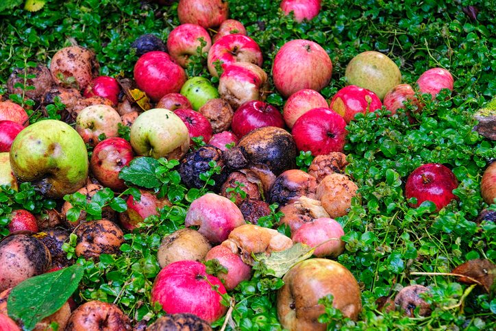 Danes Leading the Way in Reducing Food Waste